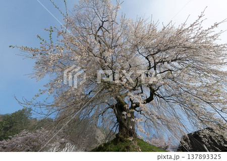 のどかな田舎に咲く満開の桜 137893325