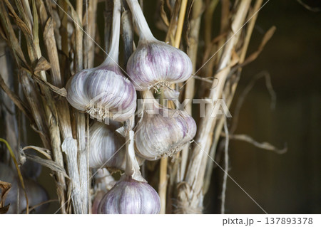A bunch of fresh garlic bulbs, perfect for adding flavor to any dish. A bunch of fresh garlic bulbs, perfect for adding flavor to any dish. 137893378