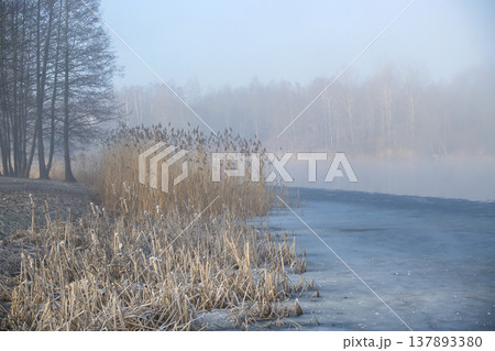 Misty winter morning by the frozen lake with reeds and bare trees on the shore Misty winter morning by the frozen lake with reeds and bare trees on the shore 137893380