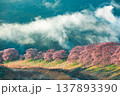 静岡の河津桜 137893390
