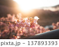 美しい光と咲き始めた桜 137893393