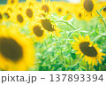 夏の疲れたひまわり 137893394
