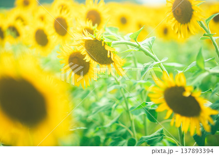 夏の疲れたひまわり 137893394