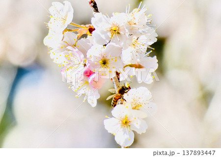 ヒガンザクラで蜜を集めるミツバチ ヒガンザクラで蜜を集めるミツバチ 137893447