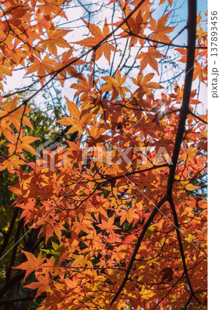 【紅葉 グラデーション】 【紅葉 グラデーション】 137893456