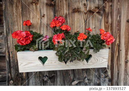 Red flowers on a wooden flower box in front of a mountain hut Red flowers on a wooden flower box in front of a mountain hut 137893527
