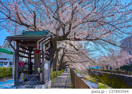 春の東京都稲城市の三沢川さくら通りの欄干橋付近の地蔵菩薩と桜回廊 137893564