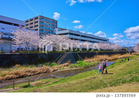 東京都稲城市の三沢川親水公園から三沢川さくら回廊を見る 東京都稲城市の三沢川親水公園から三沢川さくら回廊を見る 137893569