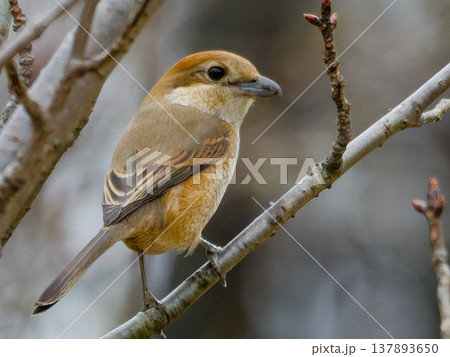 枝に止まるモズのメス / Female Bull-headed Shrike perched on  137893650