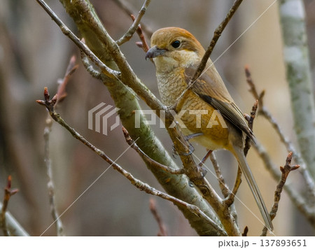 枝に止まるモズのメス / Female Bull-headed Shrike perched on  137893651