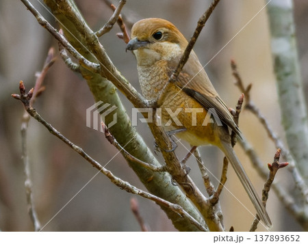 枝に止まるモズのメス / Female Bull-headed Shrike perched on 枝に止まるモズのメス / Female Bull-headed Shrike perched on 137893652
