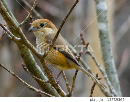 枝に止まるモズのメス / Female Bull-headed Shrike perched on 枝に止まるモズのメス / Female Bull-headed Shrike perched on 137893654