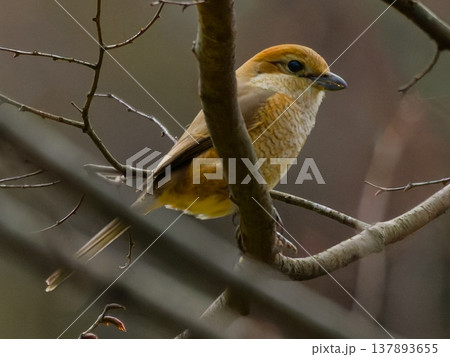 枝に止まるモズのメス / Female Bull-headed Shrike perched on  137893655