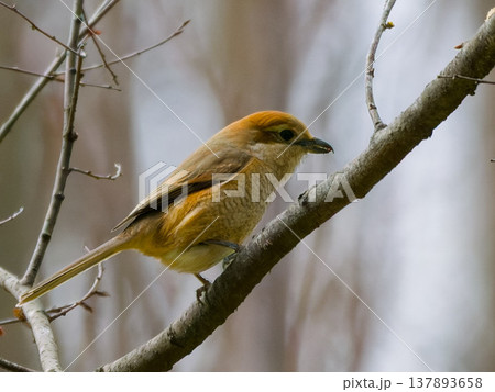 枝に止まるモズのメス / Female Bull-headed Shrike perched on  137893658