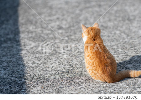 座っている子猫の後ろ姿 座っている子猫の後ろ姿 137893670