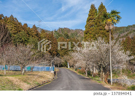奥琵琶湖の里山風景　滋賀県長浜市西浅井町 137894041