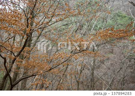 Mungyeongsaejae 137894283