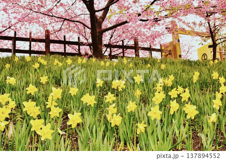 満開の河津桜と水仙 満開の河津桜と水仙 137894552