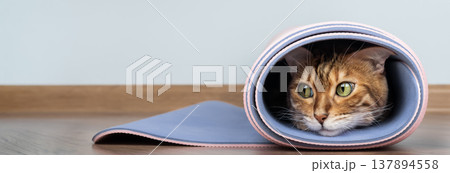 Bengal cat inside rolled yoga mat on wooden floor 137894558