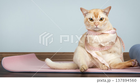 Overweight burmese cat with measuring tape on yoga mat Overweight burmese cat with measuring tape on yoga mat 137894560