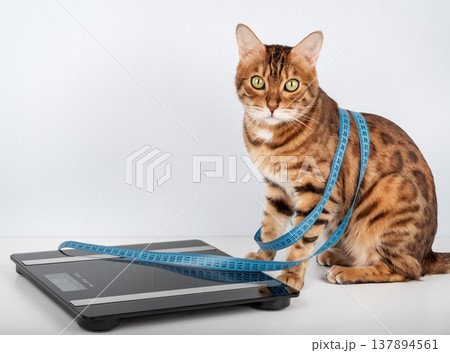 Bengal cat sitting next to digital scale with measuring tape 137894561