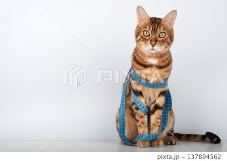 Bengal cat with measuring tape looking at camera Bengal cat with measuring tape looking at camera 137894562