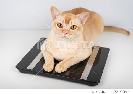Burmese cat lying on digital scale looking at camera Burmese cat lying on digital scale looking at camera 137894565