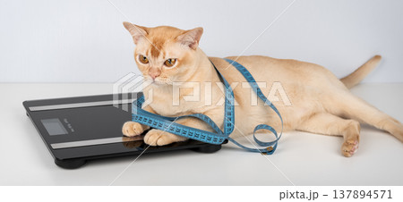 Burmese cat lying on digital scale with measuring tape 137894571