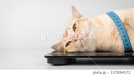Burmese cat lying on scale with measuring tape looking at camera Burmese cat lying on scale with measuring tape looking at camera 137894572