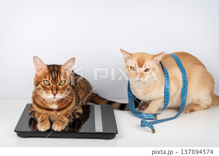 Two cats on digital scale with measuring tape weight control concept 137894574