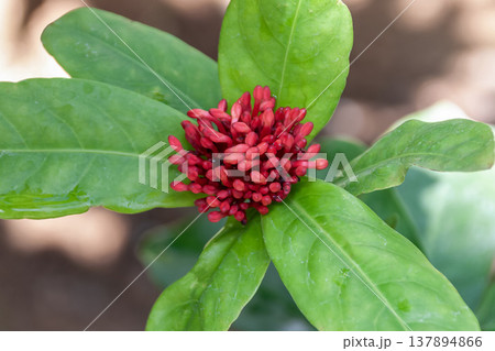 サンタンカ キネンシスの別名はイクソラ【アカネ科】 サンタンカ キネンシスの別名はイクソラ【アカネ科】 137894866