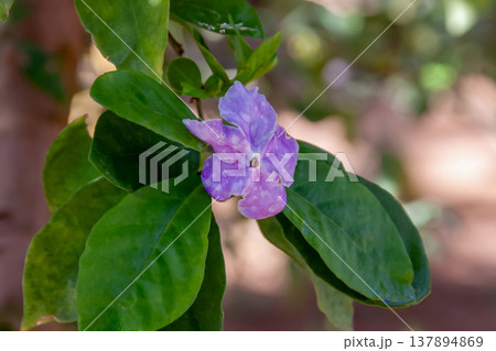 濃い紫色から薄い紫色に変わる水滴の付いたニオイバンマツリ 137894869