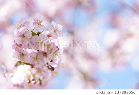河津桜のクローズアップと淡い青空 ふんわりした春の背景イメージ 河津桜のクローズアップと淡い青空 ふんわりした春の背景イメージ 137895056