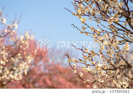 陽光を透過させ、白く輝く梅の花の質感 陽光を透過させ、白く輝く梅の花の質感 137895081