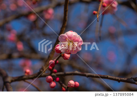 紅白の梅が織りなす華やかな春の景色 137895084
