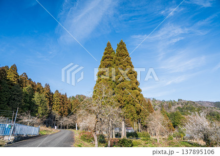 奥琵琶湖の針葉樹林　滋賀県長浜市西浅井町 137895106