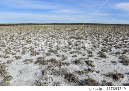 Salty soil in a dry lagoon, in the south of the province of La Pampa, Patagonia, Argentina. 137895249