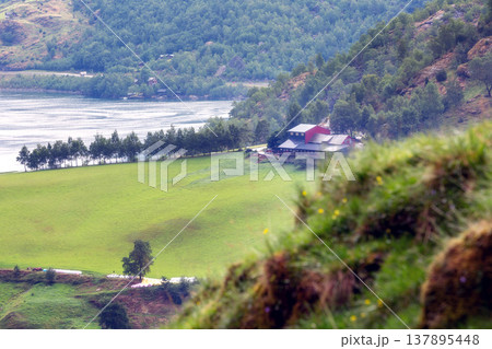 Rural Norwegian houses and green fields 137895448