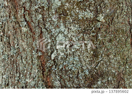 バラ科サクラ属の落葉高木であるヤマザクラついた苔類造形 137895602