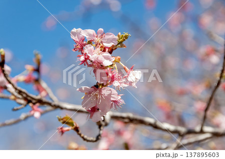 青空を背にした紫紅の花弁と早咲きで知られるカワヅザクラ 137895603