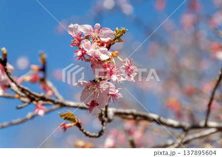 青空を背にした紫紅の花弁と早咲きで知られるカワヅザクラ 137895604