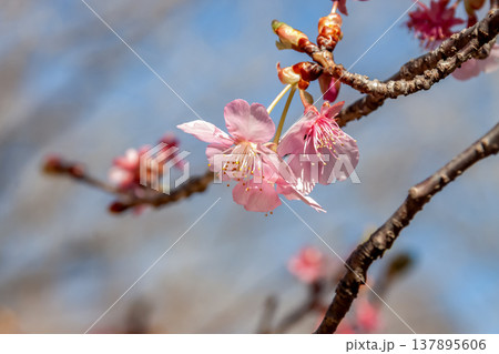 青空を背にした紫紅の花弁と早咲きで知られるカワヅザクラ 青空を背にした紫紅の花弁と早咲きで知られるカワヅザクラ 137895606