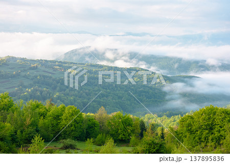 carpathian mountain landscape on a foggy morning during spring. scenic view of distant valley in morning light for outdoor adventure background. green alpine countryside scenery with forest on a slope 137895836