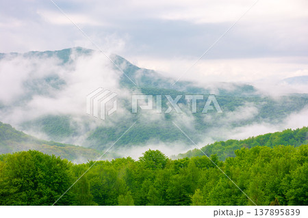 carpathian mountain landscape on a foggy morning during spring. scenic view of distant valley in morning light for outdoor adventure background. green alpine countryside scenery with forest on a slope carpathian mountain landscape on a foggy morning during spring. scenic view of distant valley in morning light for outdoor adventure background. green alpine countryside scenery with forest on a slope 137895839