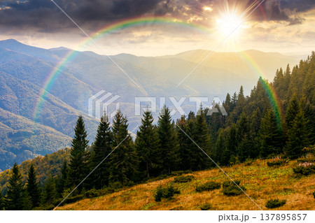 virgin coniferous forest in mountains at sunset. beautiful spruce trees on a steep slopes in weathered grass in autumn in evening light. alpine scenery. timeless nostalgia book cover with rainbow virgin coniferous forest in mountains at sunset. beautiful spruce trees on a steep slopes in weathered grass in autumn in evening light. alpine scenery. timeless nostalgia book cover with rainbow 137895857