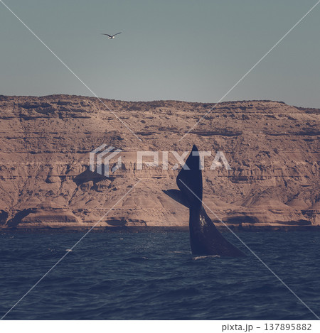 Sohutern right whale jumping, endangered species, 137895882