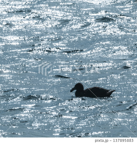 Giant Petrel , Peninsula Valdes,  137895883