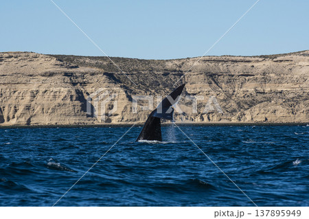 Sohutern right whale jumping, endangered species, Sohutern right whale jumping, endangered species, 137895949