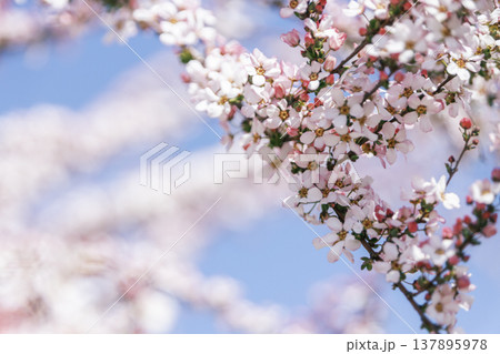 青空を背景に咲くピンクの小花 春の花木の背景素材 137895978