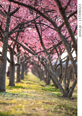 春を先取り、倉敷川沿いのピンクのトンネル 春を先取り、倉敷川沿いのピンクのトンネル 137896023